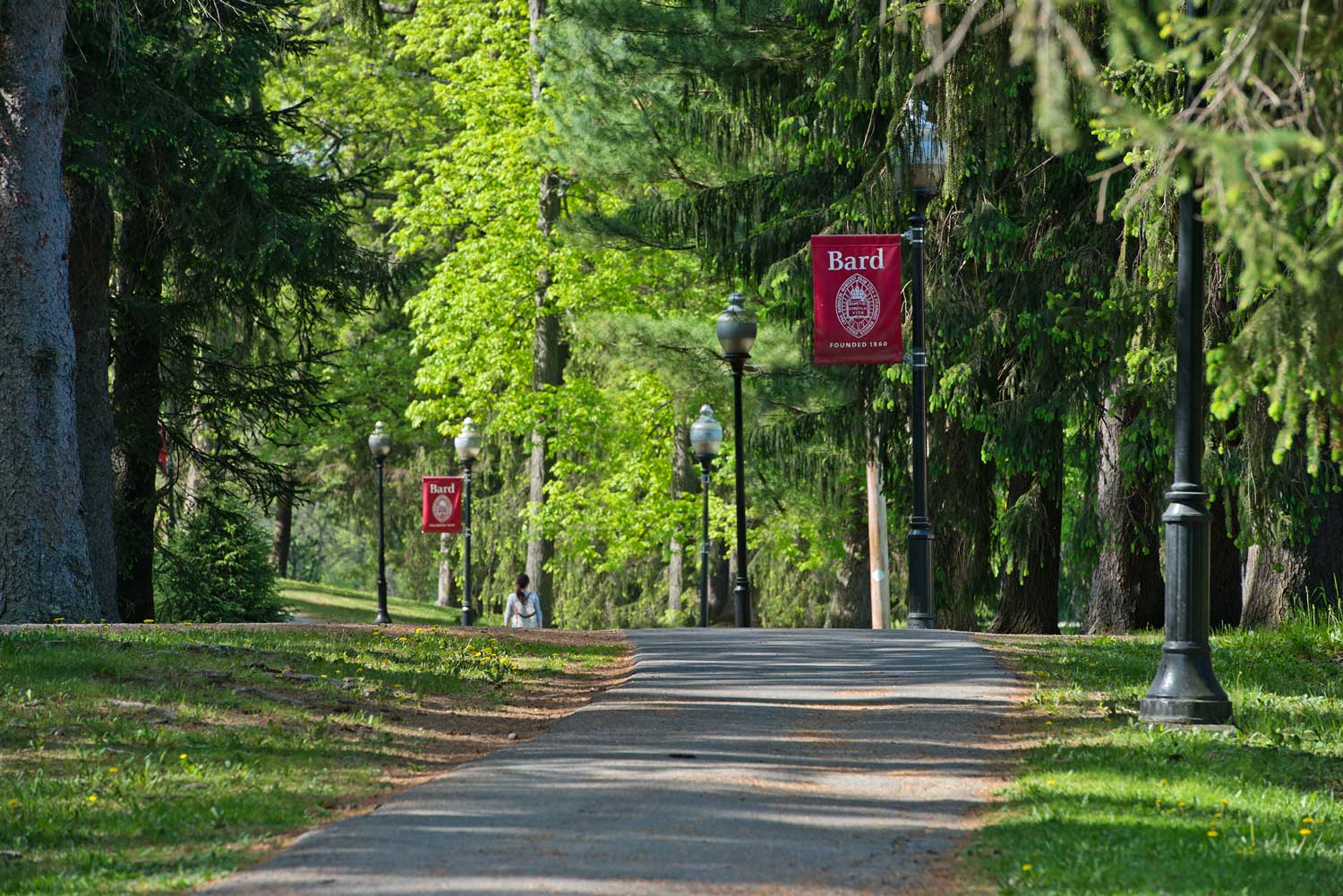 A tree-lined path on the Bard Annandale Campus.